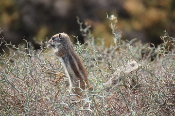 Streifenhörnchen
