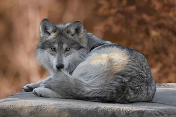 Mexican gray wolf full body portrait laying on a rock in the woods during autumn
