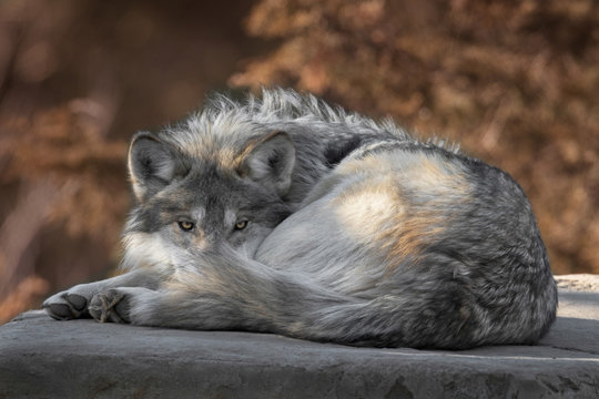 Fototapeta Mexican gray wolf full body portrait laying on a rock in the woods during autumn