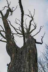 Dead oak tree on white