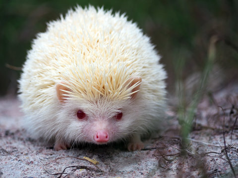 White hedgehogs small. red-eyed wildlife with sharp spines, cute hedgehog in the wild