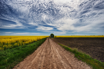spring field. picturesque rapeseed field. road near the field. cloudy sky