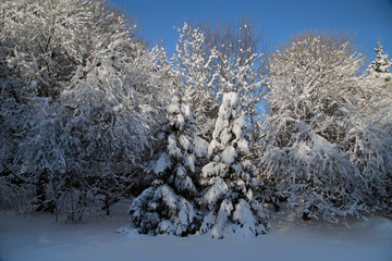 Willows and fir trees covered with snow in the winter garden