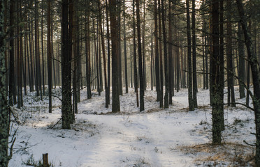 Pine forest in winter, some fog