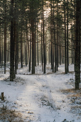 Pine forest in winter, some fog
