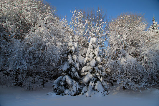 Fototapeta Willows and fir trees covered with snow in the winter garden