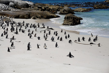 AFRICAN PENGUINS AT BOULDERS BEACH CAPE TOWN SOUTH AFRICA