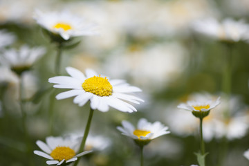 緑・グリーン・花