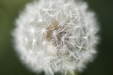 Fototapeta premium Zielony, zielony, kwiat