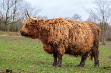 Scottish cow