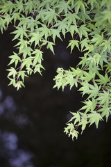 緑・グリーン・花