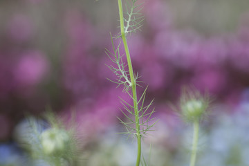緑・グリーン・花
