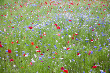 緑・グリーン・花