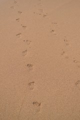 Fototapeta na wymiar Huellas de niños en la arena de la hermosa playa de ixtapa 