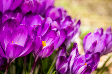 Crocus, plural crocuses or croci is a genus of flowering plants in the iris family. A single crocus, a bunch of crocuses, a meadow full of crocuses, close-up crocus,