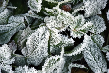 Reif auf Pflanznblättern