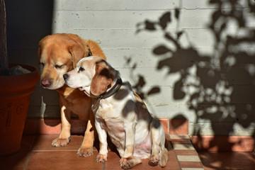 Female beagle dog and male labrador sitting in the sun.