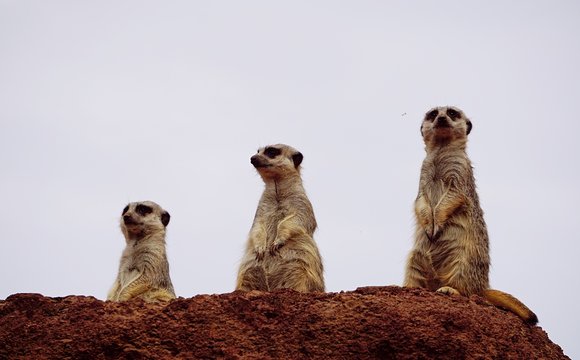 the three of them are looking at the mountain in the distance. gray wild animals