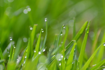 Fototapeta na wymiar Rain Drops on Grass