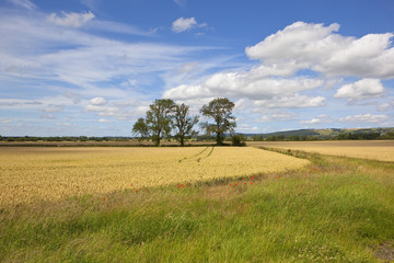Obraz premium ash trees and golden wheat
