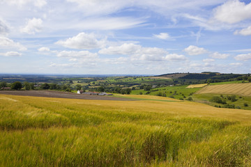 agricultural vista