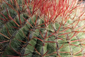 Colorful Ferocactus Pilosus in the garden in Elche