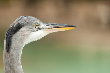 A heron looking away from the viewer