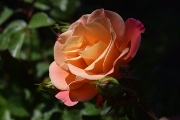 Yellow-pink rose on natural background