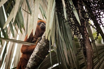Red Howler Monkey (Alouatta Seniculus)