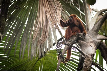 Obraz premium Red Howler Monkey (Alouatta Seniculus)
