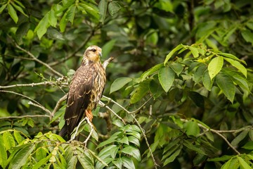 Snail Kite (Rostrhamus Sociabilis)