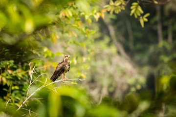 Snail Kite (Rostrhamus Sociabilis)