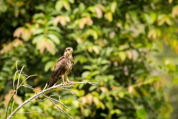 Snail Kite (Rostrhamus Sociabilis)