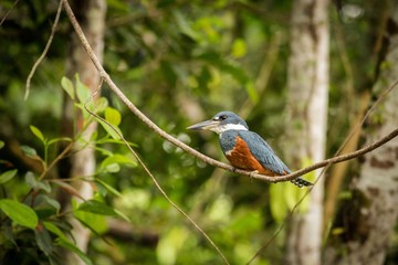 Ringed Kingfisher (Megaceryle torquata)