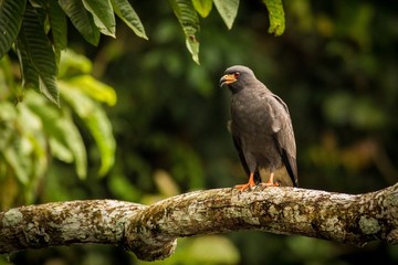Snail Kite (Rostrhamus Sociabilis)