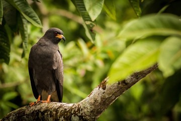 Snail Kite (Rostrhamus Sociabilis)