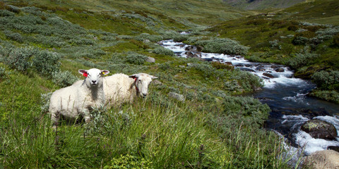 Obraz premium Schafe