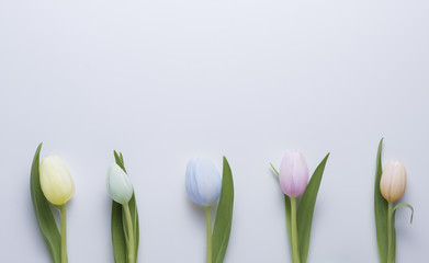 Verschiedene Bunte Tulpe auf Weissem Hintergrund