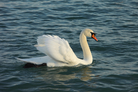 Noble swan (Mute swan | Cygnus olor)