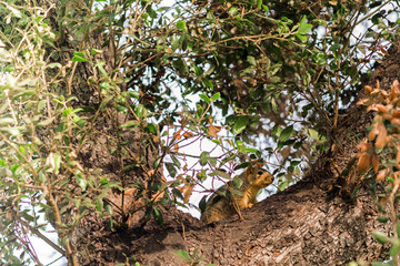 écureuil dans un arbre