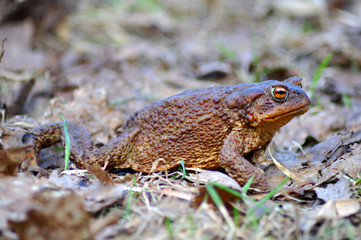 Brown toad