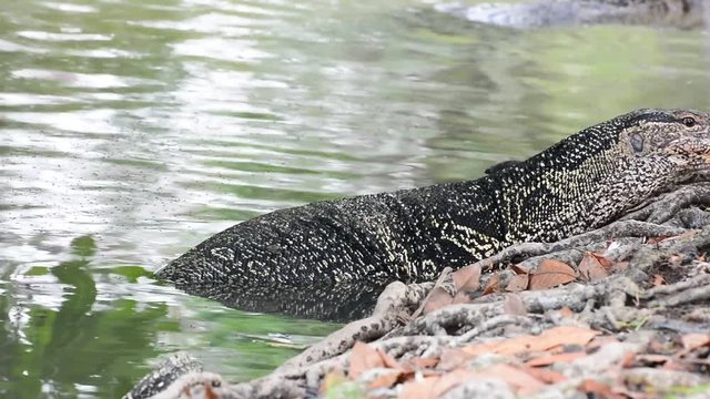 The varanus salvator in the pond on a nature background. It is a large lizard native. No Sound.

