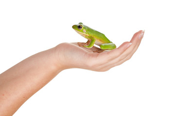 Prince frog on her hand