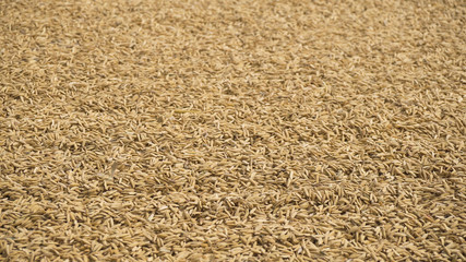 Drying of the rice on the road in Asia. Rice on the road after harvest. Drying rice on the island of Camiguin island. Philippines.