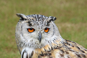 Eagle Owl