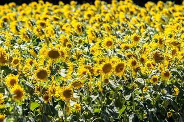 Obraz premium Big sunflower field