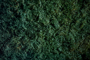 The texture of the moss. Closely. Dark green in color. The concept of forest, Park and nature