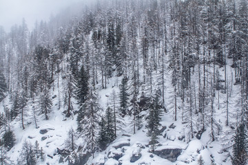 Pine forest in Winter