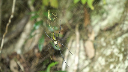 Large tropical spider,nephila (golden orb) in the web. Golden SIlk Orb Weaving Spider waiting on her web. Nephila pilipes. Philippines.