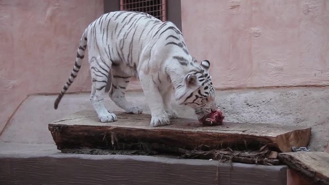 tiger albino is eating meat